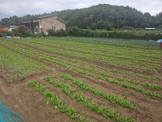 오영관님의 시금치 · 일상 작성글 사진