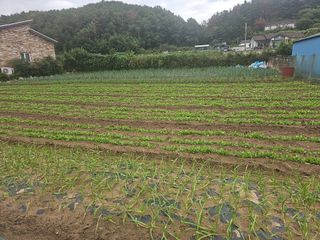 오영관님의 시금치 · 일상 작성글 사진