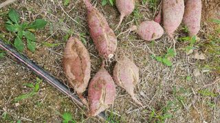 이부균님의 농사, 무엇이든 물어보세요! · 참여글 작성글 사진