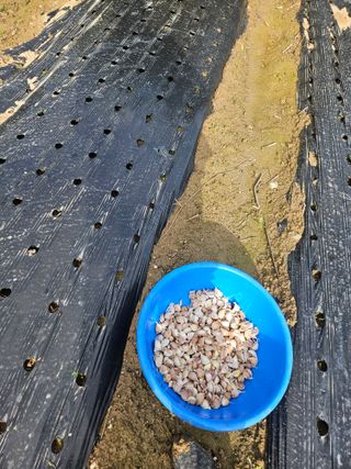 고사리.밤.육쪽마늘님의 마늘 · 영농일지 작성글 사진