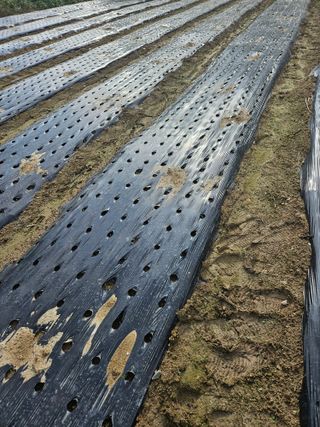 고사리.밤.육쪽마늘님의 마늘 · 영농일지 작성글 사진