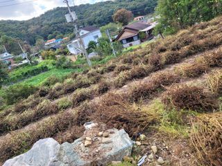 최유진님의 들깨 · 영농일지 작성글 사진