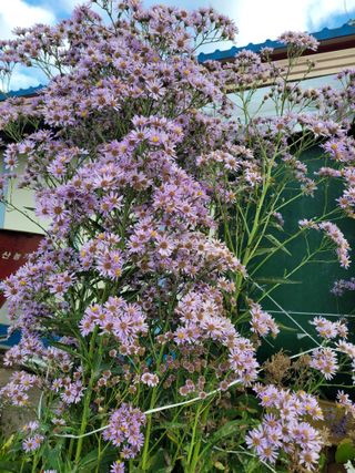 최유진님의 들깨 · 영농일지 작성글 사진