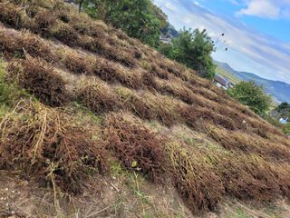 최유진님의 들깨 · 영농일지 작성글 사진