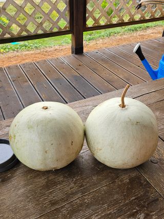 감15198님의 작성글 사진