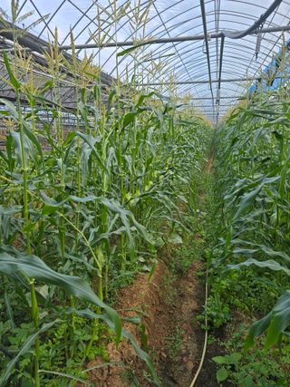 홍성규 님의 옥수수 · 영농일지 작성글 사진