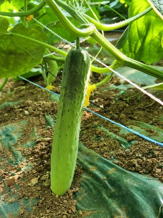 귀농알이님의 팜모닝 · 출석 작성글 사진