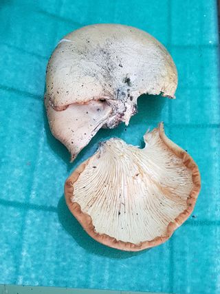 최희경님의 자유주제 · 자유게시판 작성글 사진