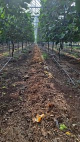 팜모닝 포도·영농일지 게시글 이미지