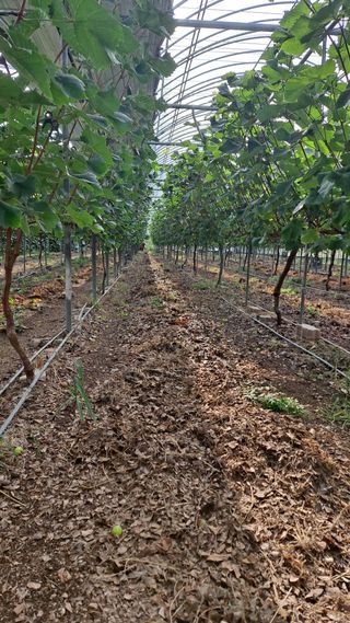 모포리흰개 님의 포도 · 영농일지 작성글 사진