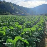 팜모닝 자유주제·자유게시판 게시글 이미지