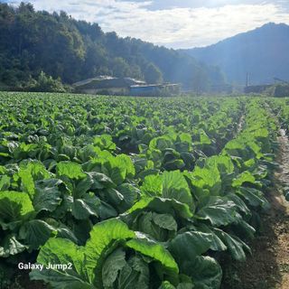 규수김님의 자유주제 · 자유게시판 작성글 사진