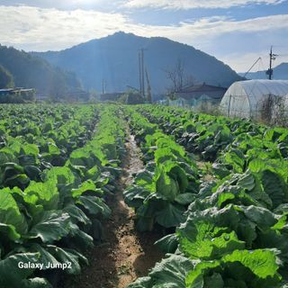 규수김님의 자유주제 · 자유게시판 작성글 사진