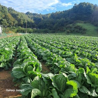 규수김님의 자유주제 · 자유게시판 작성글 사진