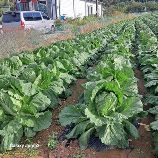 규수김님의 자유주제 · 자유게시판 작성글 사진