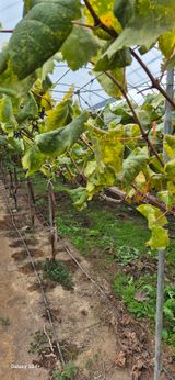 팜모닝 포도·병해충상담 게시글 이미지