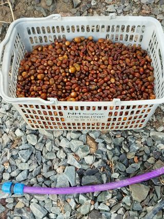 서산팔봉농원님의 작성글 사진