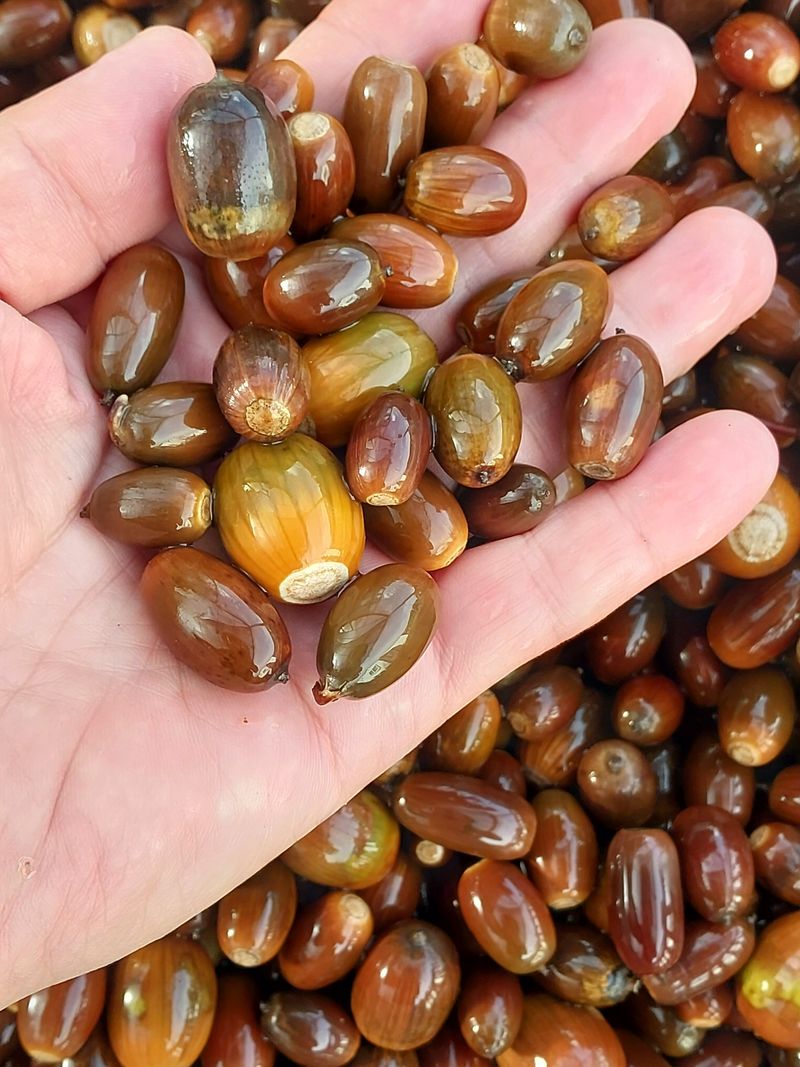 서산팔봉농원님의 장터 판매 상품 [도토리 팔아요] 첨부 사진