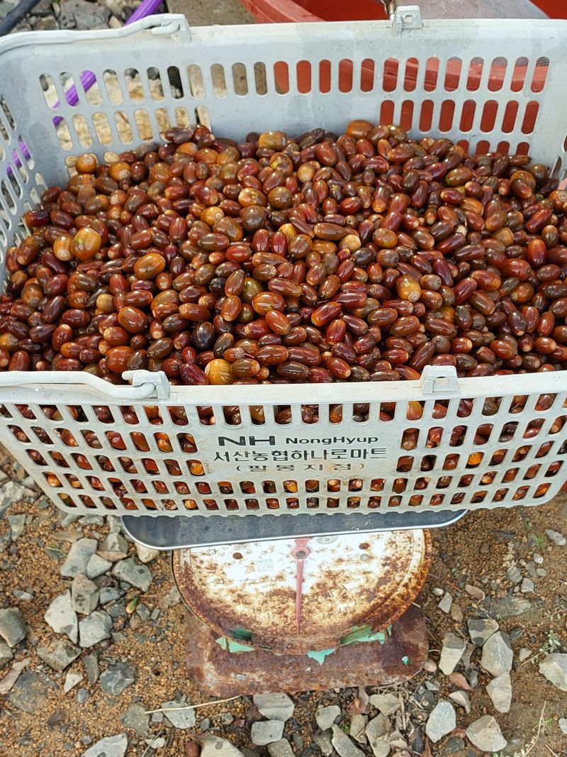 서산팔봉농원님의 장터 판매 상품 [도토리 팔아요] 첨부 사진