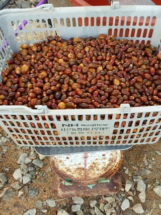 서산팔봉농원님의 작성글 사진