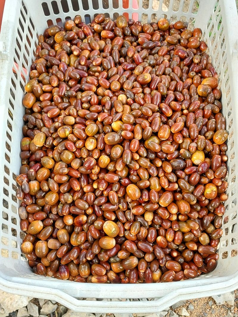 서산팔봉농원님의 장터 판매 상품 [도토리 팔아요] 첨부 사진