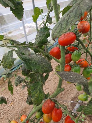 김종권님의 토마토 · 병해충상담 작성글 사진