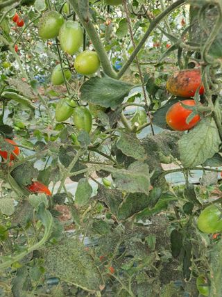 김종권님의 토마토 · 병해충상담 작성글 사진