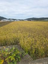 팜모닝 벼·영농일지 게시글 이미지