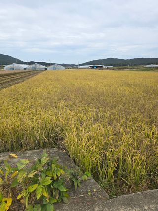 나주 박정화님의 벼 · 영농일지 작성글 사진