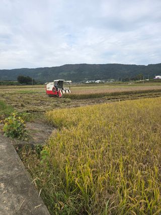 나주 박정화님의 벼 · 영농일지 작성글 사진