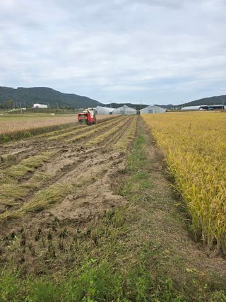 나주 박정화님의 벼 · 영농일지 작성글 사진