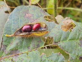 안씨농원님의 자유주제 · 자유게시판 작성글 사진