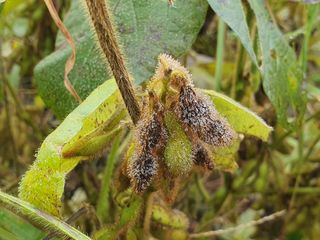 안씨농원님의 자유주제 · 자유게시판 작성글 사진