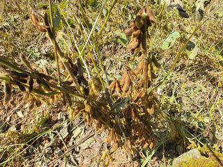 안씨농원님의 자유주제 · 자유게시판 작성글 사진