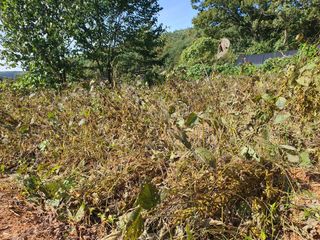 안씨농원님의 자유주제 · 자유게시판 작성글 사진