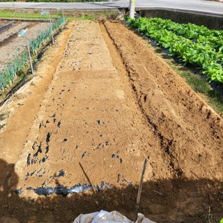 오케바리(옥경종)님의 양파 · 영농일지 작성글 사진