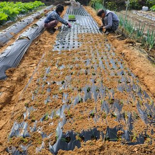 오케바리(옥경종)님의 양파 · 영농일지 작성글 사진