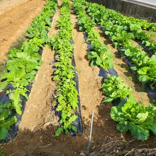 오케바리(옥경종)님의 양파 · 영농일지 작성글 사진