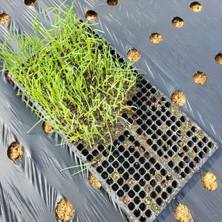 오케바리(옥경종)님의 양파 · 영농일지 작성글 사진