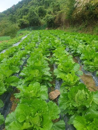 시골농부뜨돌이님의 배추 · 수확 작성글 사진