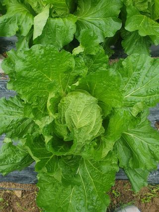 시골농부뜨돌이님의 배추 · 수확 작성글 사진