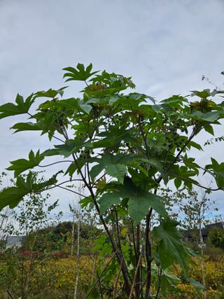 조정숙(1955)님의 자유주제 · 자유게시판 작성글 사진