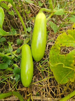 조정숙(1955)님의 자유주제 · 자유게시판 작성글 사진