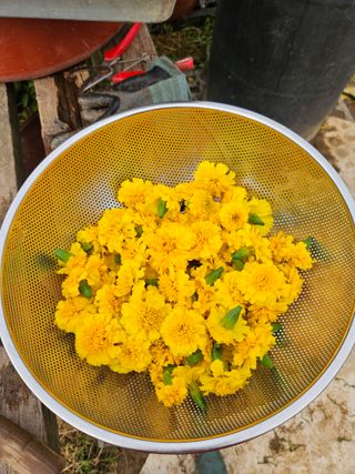 조정숙(1955)님의 자유주제 · 자유게시판 작성글 사진