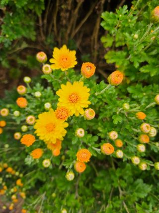 조정숙(1955)님의 자유주제 · 자유게시판 작성글 사진