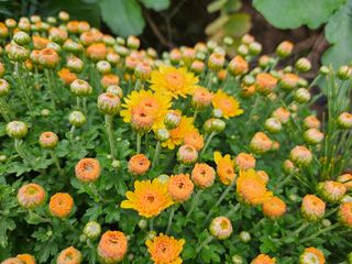 조정숙(1955)님의 자유주제 · 자유게시판 작성글 사진