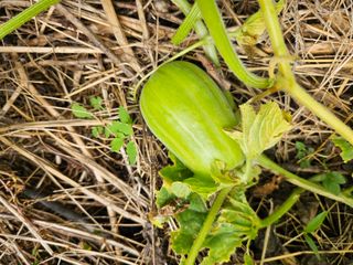 조정숙(1955)님의 자유주제 · 자유게시판 작성글 사진