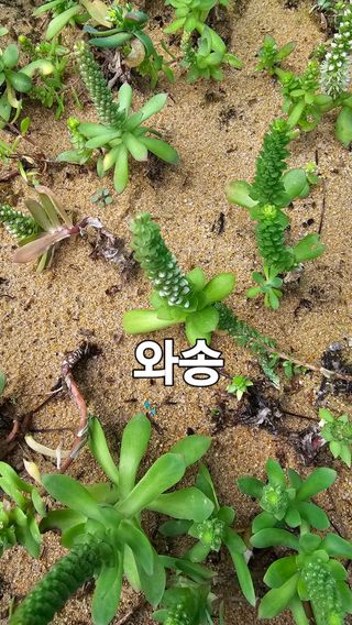 장철식님의 작성글 사진