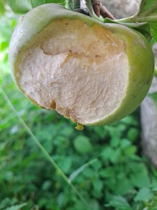 농촌사랑님의 자유주제 · 자유게시판 작성글 사진