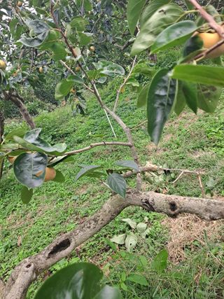 농촌사랑님의 자유주제 · 자유게시판 작성글 사진